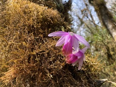 Pleione