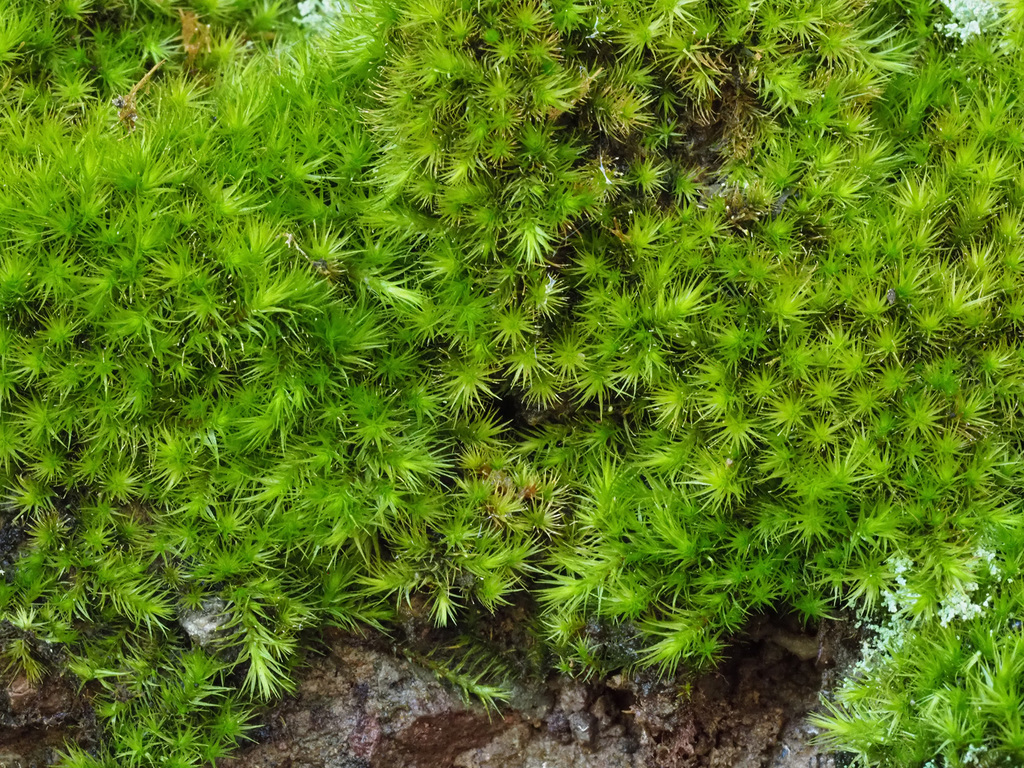 Anacolia webbii