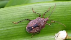 Theseus modestus scutellatus