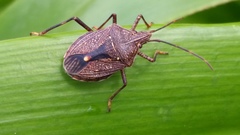 Theseus modestus scutellatus