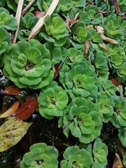Pistia