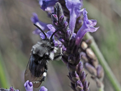 Melecta curvispina