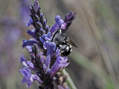 Melecta curvispina