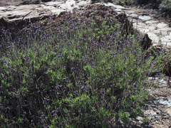 Lavandula minutolii