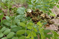 Julbernardia globiflora