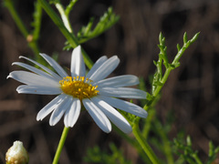 Argyranthemum adauctum gracile