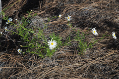 Argyranthemum adauctum gracile