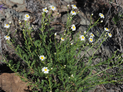 Argyranthemum adauctum canariense