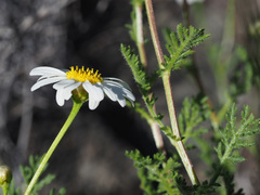 Argyranthemum adauctum canariense