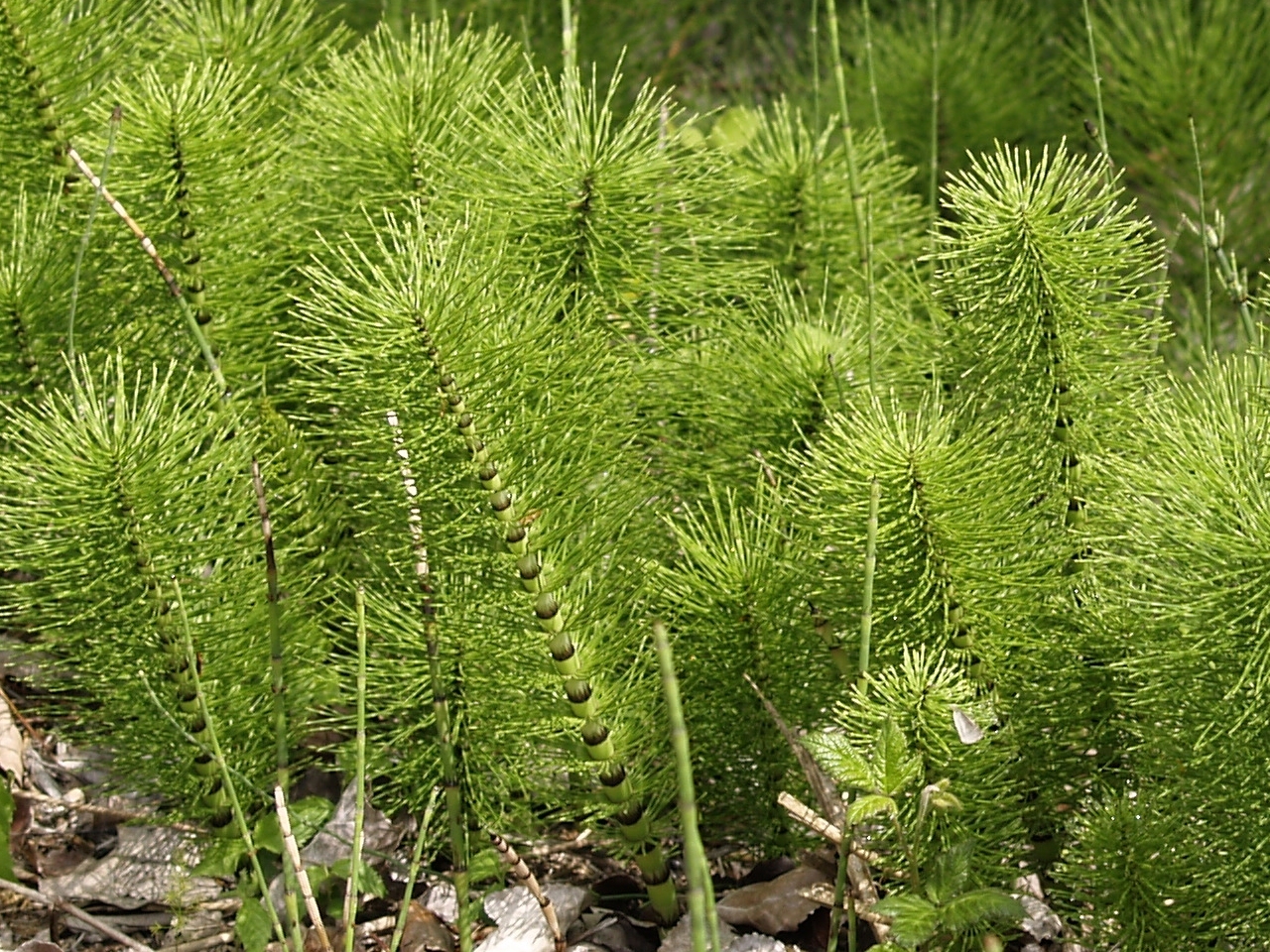 Equisetum telmateia ssp. telmateia
