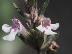 Micromeria lanata