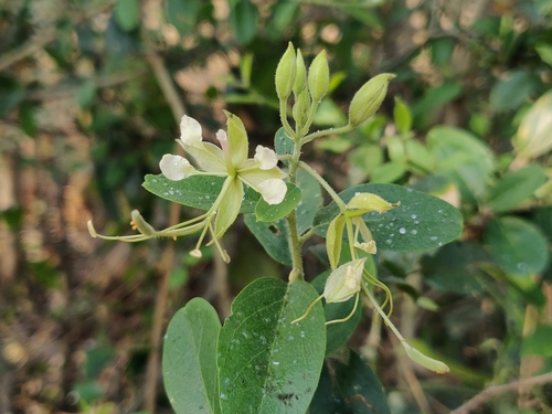 Image of Cadaba fruticosa by (c) T R Shankar Raman, some rights reserved (CC BY)