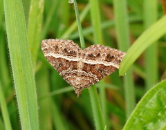 Chrysolarentia vicissata