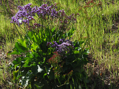 Limonium preauxii