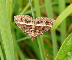 Chrysolarentia vicissata