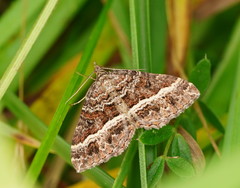 Chrysolarentia vicissata