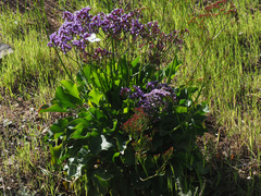 Limonium preauxii