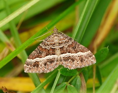 Chrysolarentia vicissata