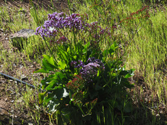 Limonium preauxii