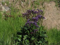 Limonium preauxii