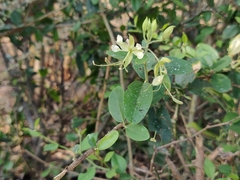 Cadaba fruticosa