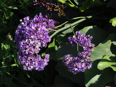 Limonium preauxii