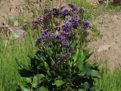 Limonium preauxii