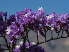 Limonium preauxii