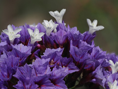 Limonium preauxii