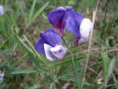 Lathyrus multiceps