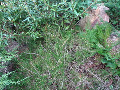 Microcachrys tetragona