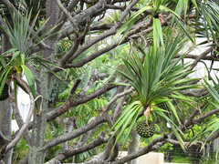 Pandanus utilis
