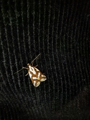 Epithymema incomposita