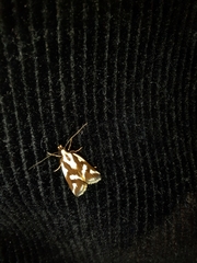 Epithymema incomposita