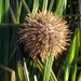 White Sea Urchin - Photo (c) Alex Bairstow, some rights reserved (CC BY-NC), uploaded by Alex Bairstow