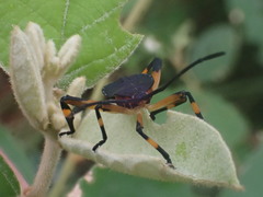 Amorbini