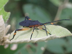 Amorbini