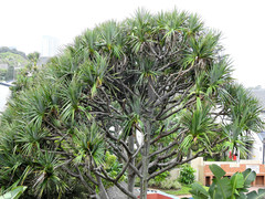 Pandanus utilis