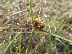 Cyperus brevis