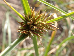 Cyperus brevis