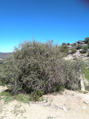 Searsia longispina