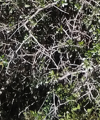 Searsia longispina