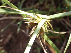 Cyperus brevis