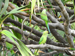 Pandanus utilis