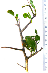 Searsia longispina