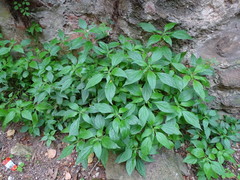 Parietaria officinalis