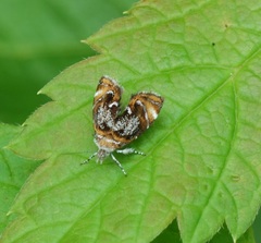 Prochoreutis inflatella