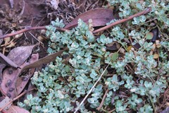 Chenopodium desertorum microphyllum