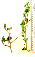 Searsia longispina