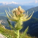 Spiniest Thistle - Photo (c) Wolfgang Bacher, some rights reserved (CC BY-NC), uploaded by Wolfgang Bacher